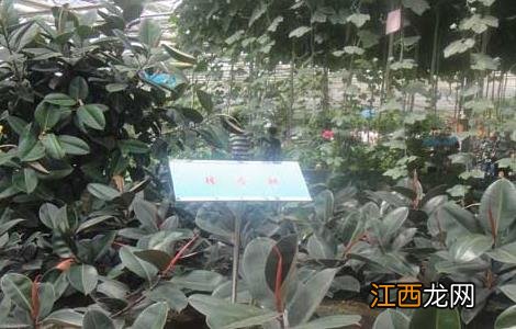 橡皮树的养殖方法