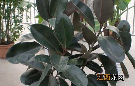 橡皮树的养殖方法