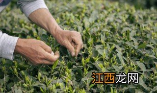 熟普洱茶什么季节喝好一点 熟普洱茶什么季节喝好