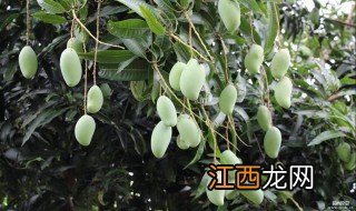 芒果树叶面喷洒多效唑的使用方法