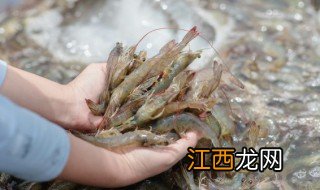 活的虾怎么冷冻保存 如何保存活虾冷冻