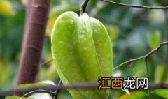 杨桃种植技术与管理 杨桃种植技术