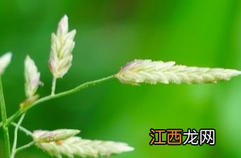 小画眉草