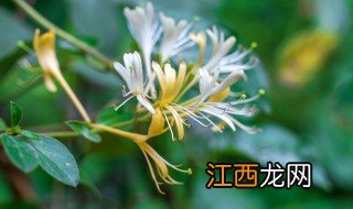 金银花夏天怎么养才长得好 盆栽金银花冬天怎么养