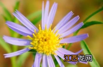 阿尔泰狗娃花