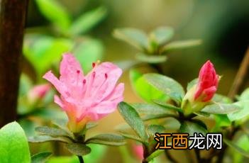 盆栽杜鹃的养殖方法