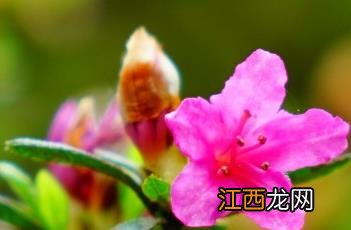 盆栽杜鹃的养殖方法