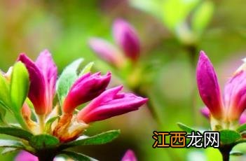 盆栽杜鹃的养殖方法