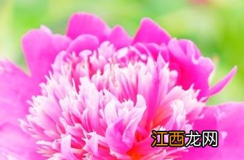 芍药花期及养殖要点