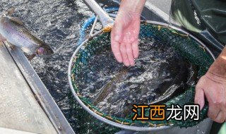 黑鱼小火炖多久能熟 黑鱼小火炖多久能熟透