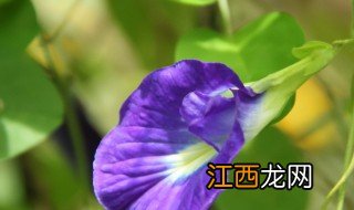 蝶豆花能放冰箱冷藏吗 蝶豆花怎么储存