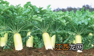 萝卜种植方法和施什么肥料 萝卜种植方法和施什么肥