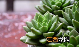 养多肉需要注意什么事项 养多肉需要注意什么