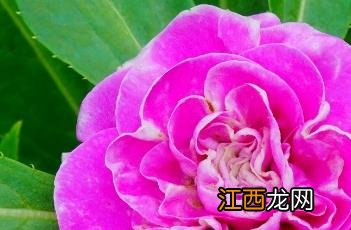 凤仙花的养殖方法