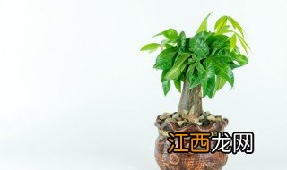 家里养什么绿植招财好 室内养什么绿植招财