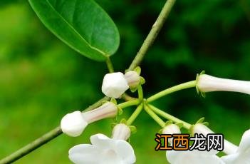 马达加斯加茉莉