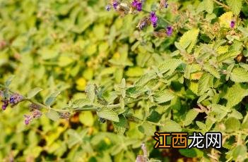 六座大山荆芥