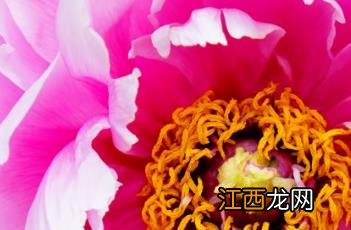 菱花湛露牡丹