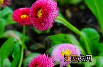 雏菊