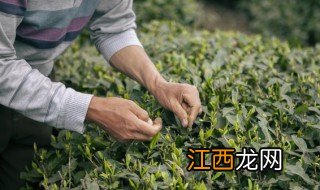 什么茶适合夏天喝 什么茶适合夏天喝凉的