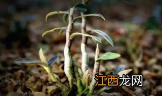 新鲜石斛能不能放冰箱冷藏，新鲜石斛能不能放冰箱冷藏里