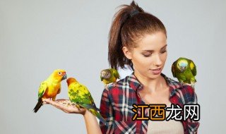 鸟类大全 鸟类的相关知识