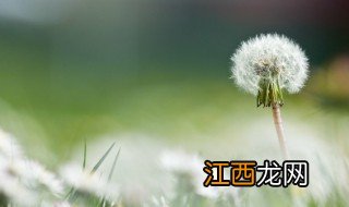 什么季节喝蒲公英茶好 什么季节喝蒲公英茶好呢