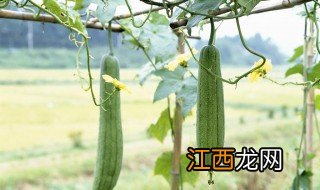 夏天种丝瓜成活率高不 丝瓜介绍