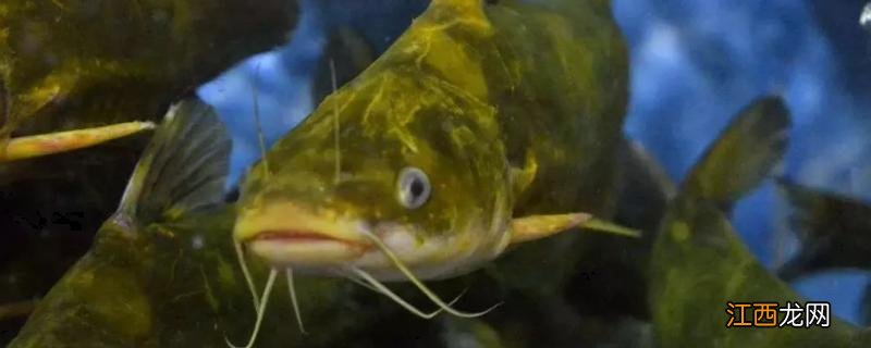 黄骨鱼苗怎么喂养,什么时候放鱼苗好