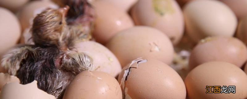 小鸡啄壳多久可以出来,啄壳了还喷水吗