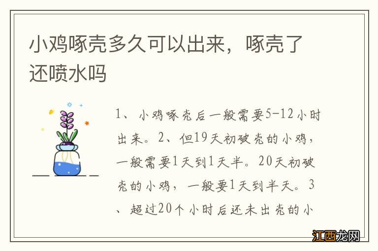 小鸡啄壳多久可以出来,啄壳了还喷水吗