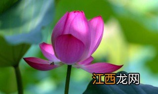 新鲜荷花怎么长时间保存,新鲜荷花怎么保存的更久