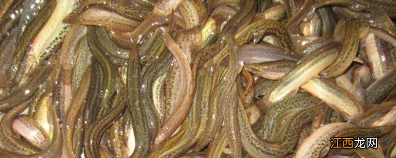 黄鳝的生活环境及特点,附病虫防治