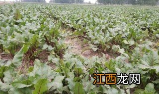 甜菜适合什么季节种 甜菜什么时候种最合适