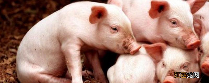 小猪吃母猪奶拉稀怎么回事，打什么针效果好