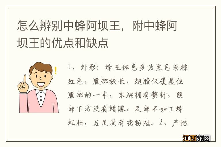 怎么辨别中蜂阿坝王，附中蜂阿坝王的优点和缺点