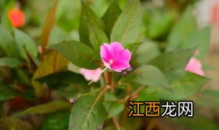 新买的凤仙花怎么养，新买的凤仙花怎么养活