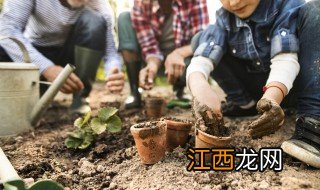 新买的松红梅怎么养 松红梅花怎么养