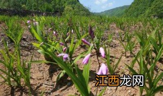 白芨种植的气候条件 白芨种植的气候条件是什么