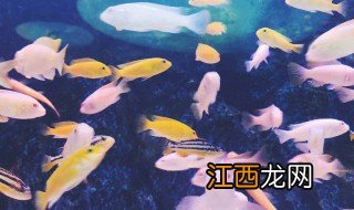 怀孕梦见水里抓好多鱼什么意思 怀孕梦见水里抓好多鱼