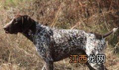 指示犬性格特征有哪些 指示犬性格特征