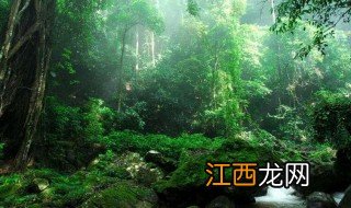 热带雨林里有什么植物 如何保护热带雨林?