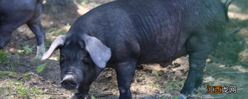 1000斤料里添加多少小苏打,羊料添加小苏打有什么作用