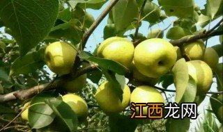 梦见树结满了梨是啥意思 梦见树上结满梨