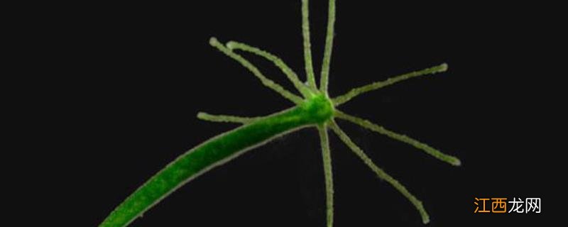 无性繁殖有哪些特点，和有性繁殖有什么区别