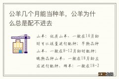 公羊几个月能当种羊，公羊为什么总是配不进去