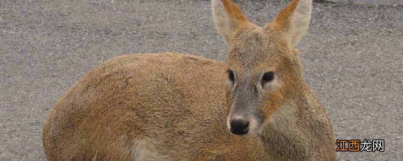 麝怎么养殖,养殖在什么环境合适