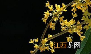 月桂玫瑰花怎么养才长得好 月桂花怎么养才开花