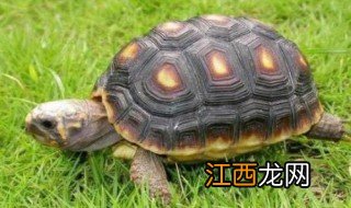 阿根廷象龟的寿命是多少年 阿根廷象龟的寿命