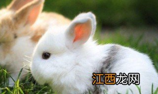 剔透玲珑似水晶是什么动物生肖 剔透玲珑似水晶是什么动物